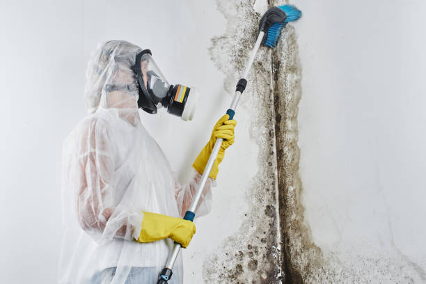 Best Residential Mold Remediation in Truckee, CA