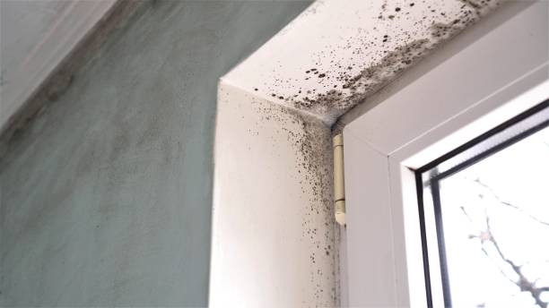 Best Residential Mold Remediation in Truckee, CA