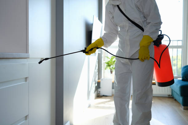 Best Basement Mold Remediation in Truckee, CA