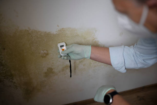 Truckee, CA Mold Remediation Company